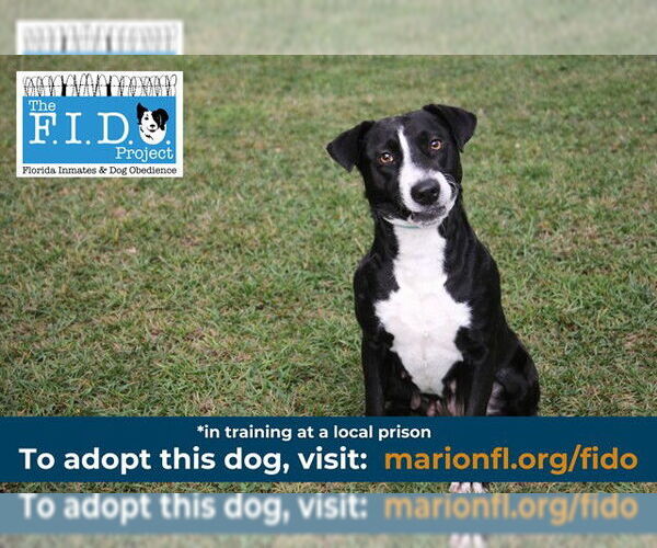 Medium Photo #2 Labrador Retriever-Unknown Mix Puppy For Sale in Ocala, FL, USA