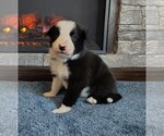 Puppy Mickey Border Collie