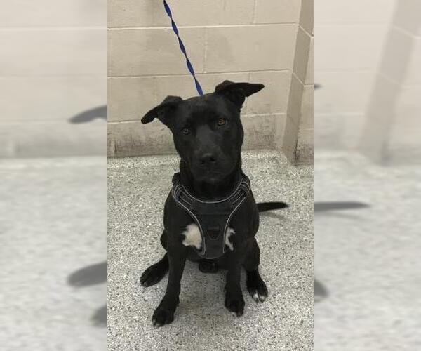 Medium Photo #1 Mutt Puppy For Sale in Conroe, TX, USA