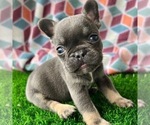 Puppy 2 French Bulldog