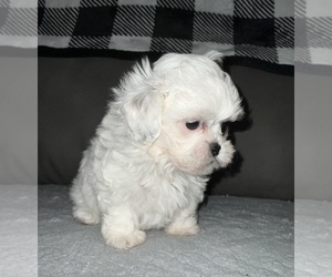 ShihPoo Puppy for sale in MONTEREY, TN, USA