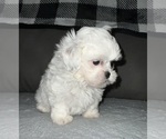 Image preview for Ad Listing. Nickname: Snoopy