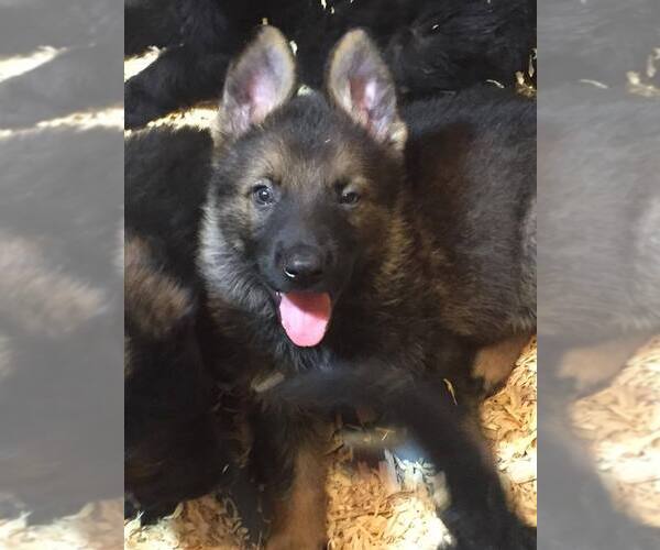 Medium Photo #1 German Shepherd Dog Puppy For Sale in MUNDELEIN, IL, USA