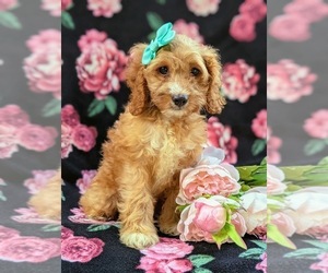 Cock-A-Poo Puppy for sale in CHRISTIANA, PA, USA