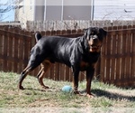 Small Photo #1 Rottweiler Puppy For Sale in MCLEANSVILLE, NC, USA