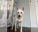 Small Photo #24 Alaskan Klee Kai Puppy For Sale in DURHAM, CT, USA