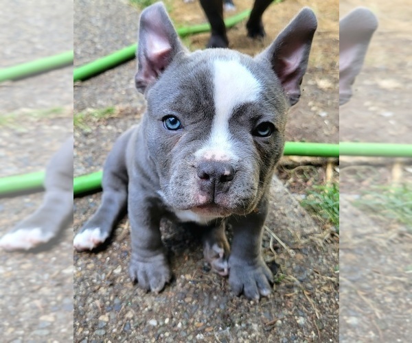 Medium Photo #13 American Bully Puppy For Sale in OLYMPIA, WA, USA
