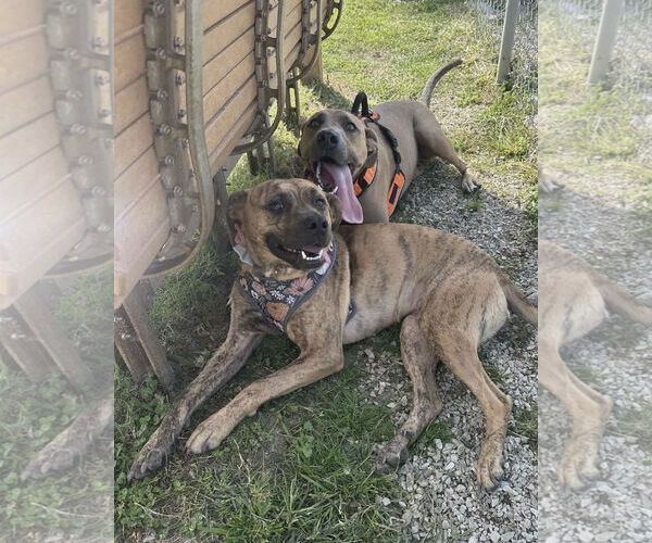 Medium Photo #4 Mountain Cur-Unknown Mix Puppy For Sale in Westwood, NJ, USA