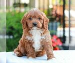 Small #3 Cavapoo (Miniature)