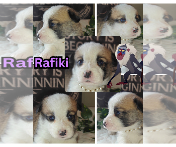 Medium Photo #5 Pembroke Welsh Corgi Puppy For Sale in SAINT JOHN, WA, USA