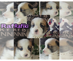 Puppy Puppy 4 Pembroke Welsh Corgi