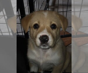 Stark - Female Border Collie-Unknown Mix Dog for Adoption - Photo #3