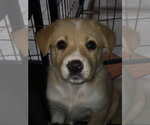 Small Photo #3 Border Collie-Unknown Mix Puppy For Sale in Garden City, NY, USA