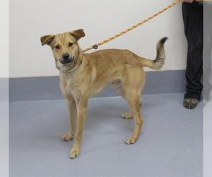 Labrador Retriever-Unknown Mix Dogs for adoption in Louisville, KY, USA