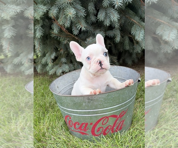Medium Photo #2 French Bulldog Puppy For Sale in MIDDLEBURY, IN, USA