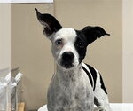 Small #1 Chihuahua