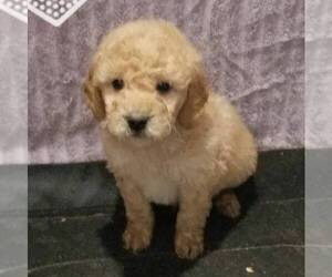 Goldendoodle-Poodle (Miniature) Mix Puppy for sale in ARTHUR, IL, USA