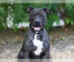 Small Staffordshire Bull Terrier