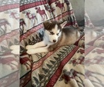 Puppy Chino Siberian Husky