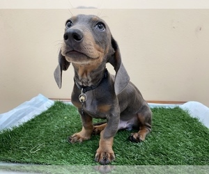 Dachshund Puppy for sale in SAN YSIDRO, CA, USA