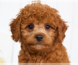 Cavapoo Puppy for sale in BEL AIR, MD, USA