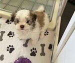 Small Photo #4 Mal-Shi Puppy For Sale in VALRICO, FL, USA