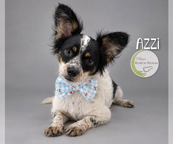 Medium Photo #2 Papillon-Unknown Mix Puppy For Sale in Benton, LA, USA