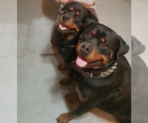 Mother of the Rottweiler puppies born on 04/23/2019