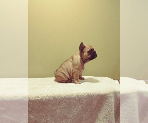Medium Photo #6 French Bulldog Puppy For Sale in COLONIA, NJ, USA