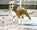 Small #2 Boxer