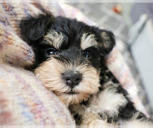 Schnauzer (Miniature) Puppy for sale in SYRACUSE, IN, USA
