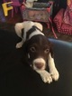 Small Photo #2 Brittany Puppy For Sale in ELYRIA, OH, USA