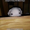 Small Photo #65 Dogo Argentino Puppy For Sale in PINEVILLE, MO, USA