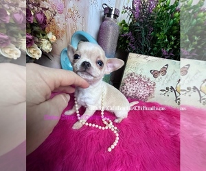 Chihuahua Puppy for Sale in TRACY, California USA