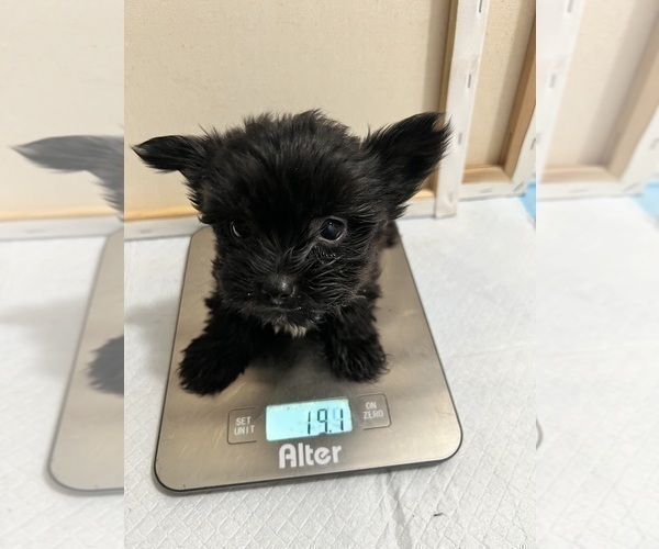 Medium Photo #92 Yorkshire Terrier Puppy For Sale in HAYWARD, CA, USA