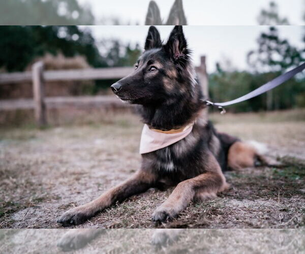 Medium Photo #3 Mutt Puppy For Sale in Imlay City, MI, USA