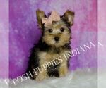 Small #1 Yorkshire Terrier