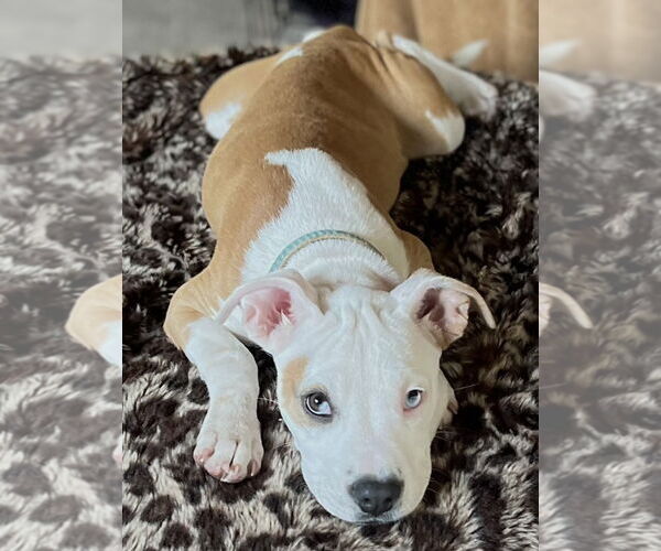 Medium Photo #3 American Pit Bull Terrier-Unknown Mix Puppy For Sale in Wakefield, RI, USA