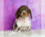 Small #2 Dachshund