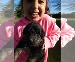 Small Photo #4 Rottle Puppy For Sale in FLEMINGTON, NJ, USA