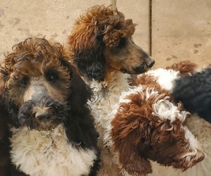 Poodle (Standard) Puppy for sale in UNION, MO, USA