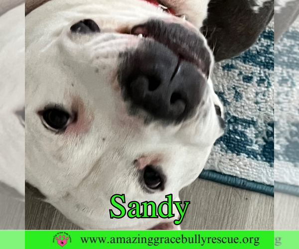 Medium Photo #4 American Pit Bull Terrier-Unknown Mix Puppy For Sale in Pensacola, FL, USA