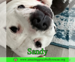 Small Photo #4 American Pit Bull Terrier-Unknown Mix Puppy For Sale in Pensacola, FL, USA
