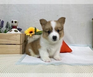 Pembroke Welsh Corgi Puppy for sale in NEW YORK, NY, USA