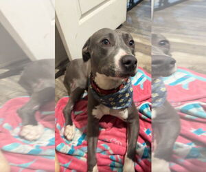 Marcy - Female Mutt Dog for Adoption - Photo #4
