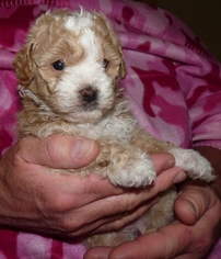 Bichpoo Puppy for sale in CHEHALIS, WA, USA