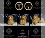 Small #6 Maltipoo