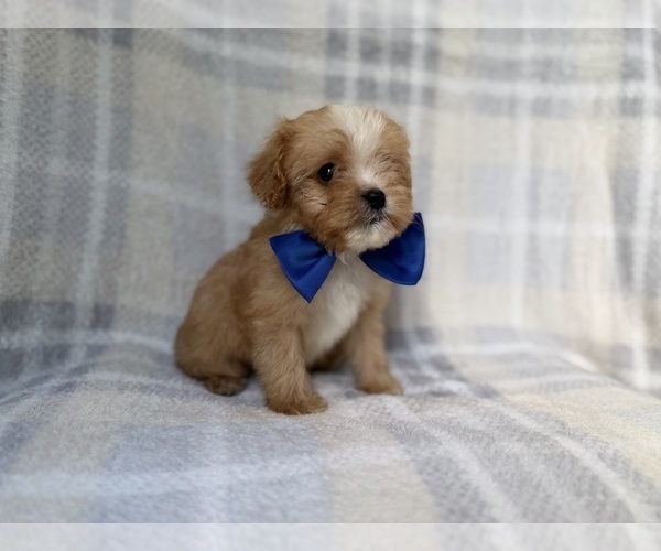 Medium Photo #4 Cavapoo (Miniature) Puppy For Sale in LAKELAND, FL, USA