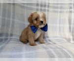 Small #3 Cavapoo