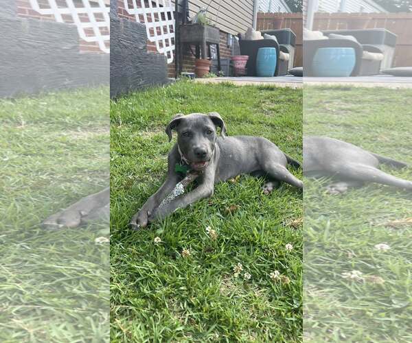 Medium Photo #6 Mutt Puppy For Sale in Greenville, SC, USA